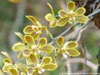 Phalaenopsis natmataungensis x cochlearis (RARE VARIETY)