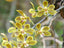 Phalaenopsis natmataungensis x cochlearis (RARE VARIETY)