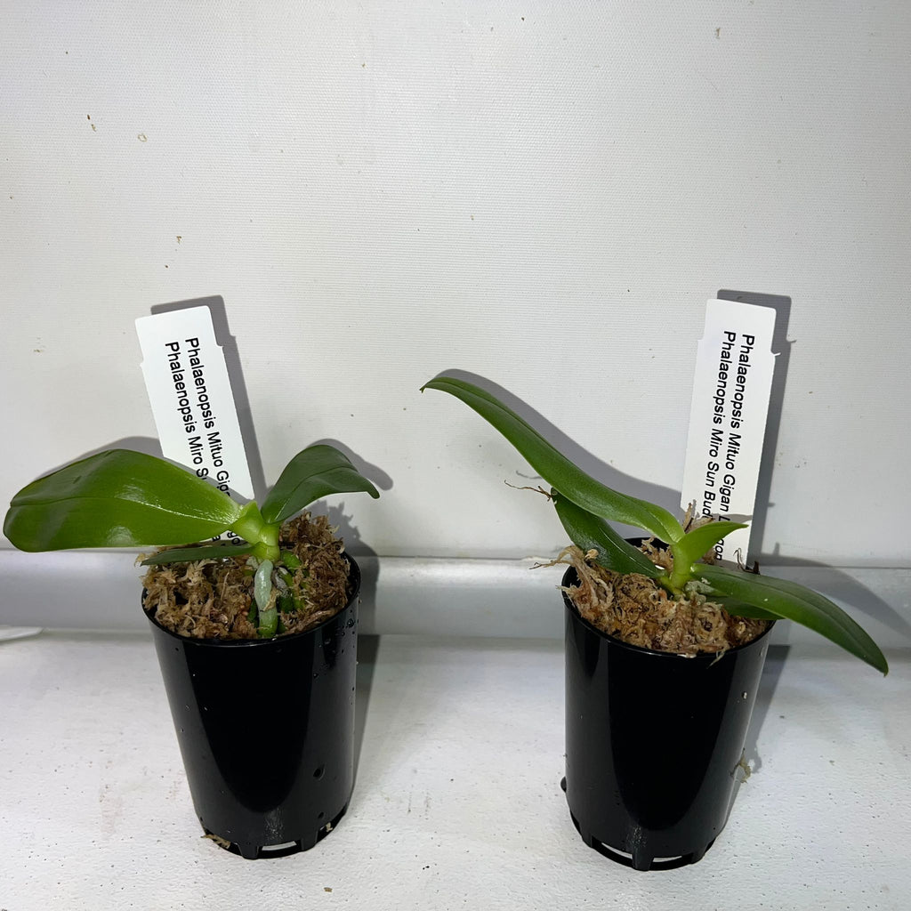 Phalaenopsis  Mitup Gigan Dragon 'Miro 1-1' x Phal. Miro Sun Buddha (Novelty)