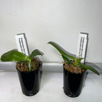 Phalaenopsis  Mitup Gigan Dragon 'Miro 1-1' x Phal. Miro Sun Buddha (Novelty)