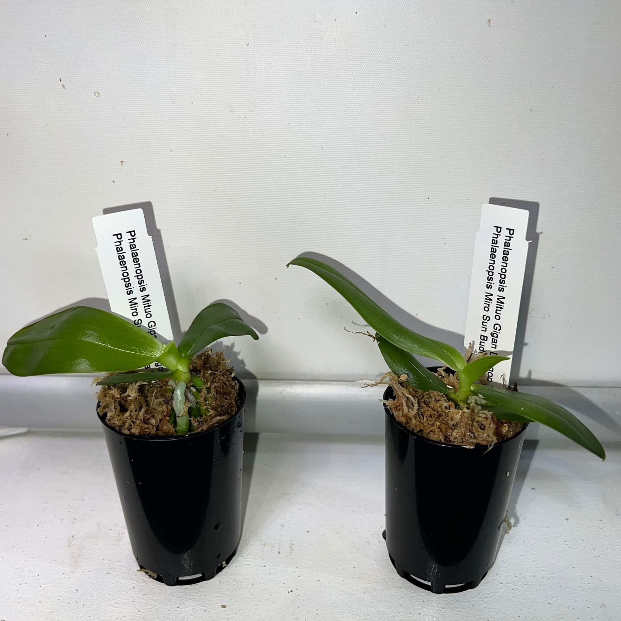 Phalaenopsis  Mitup Gigan Dragon 'Miro 1-1' x Phal. Miro Sun Buddha (Novelty)