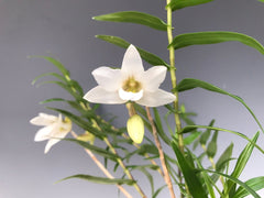 Dendrobium auriculatum (Native to Luzon and Mindanao)