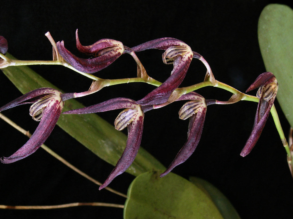 Pleurothallis Tuerckheimii Main image