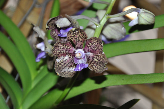 (In Spike Now) Vanda Mimi Palmer x Merrillii