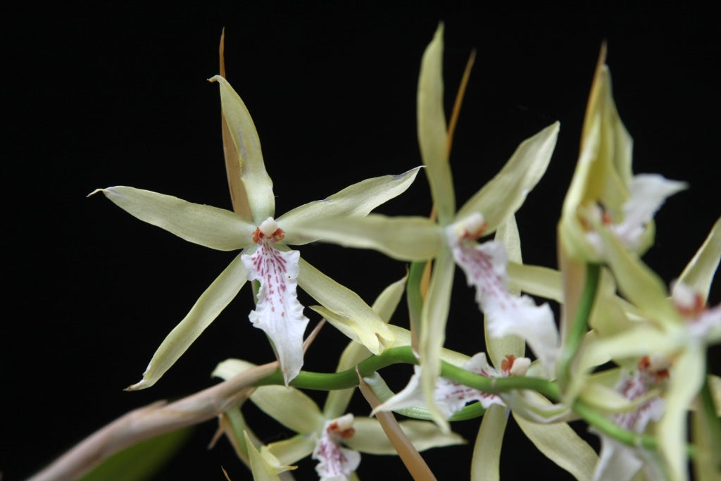 TOP Cystochilum flavescens (Fragrant Species) Main image