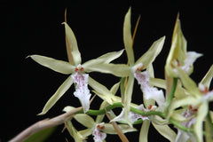 TOP Cystochilum flavescens (Fragrant Species)