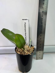 TOP Mericlone - Phalaenopsis Allura 'Spitfire' (Fragrant Miniature)