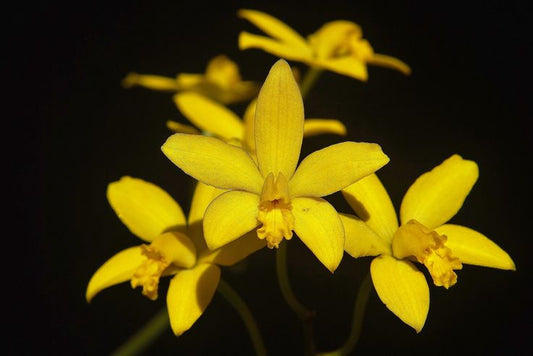 CATTLEYA BRIEGERI