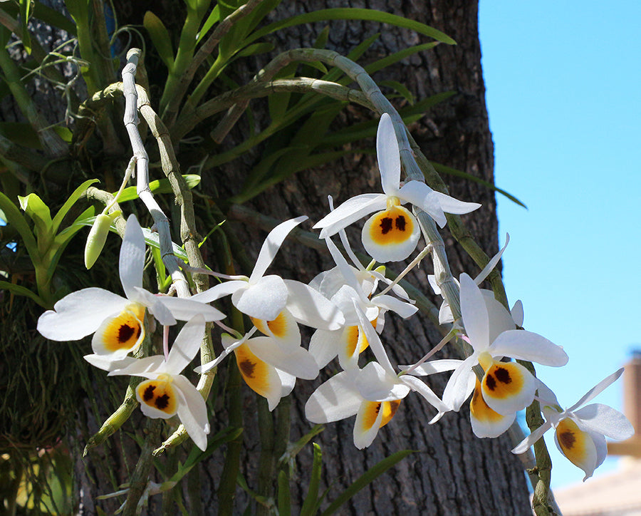 Dendrobium bensoniae (Fragrant Species From INDIA) Main image