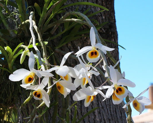 Dendrobium bensoniae (Fragrant Species From INDIA)