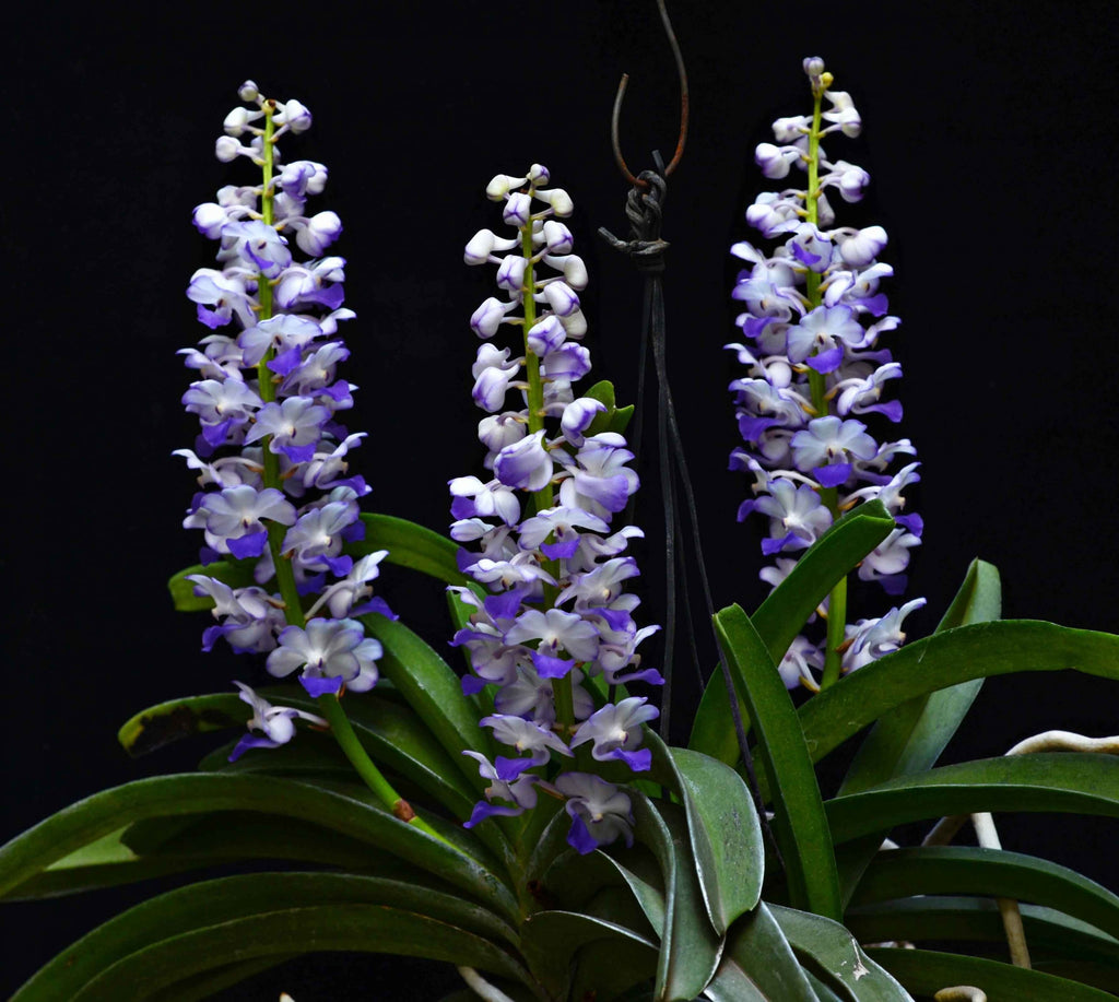 Fragrant Rhynchostylis Coelestis 'Blue'x Self