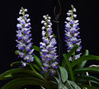 Fragrant Rhynchostylis Coelestis 'Blue'x Self