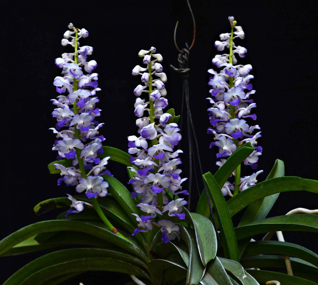 Fragrant Rhynchostylis Coelestis 'Blue'