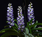 Fragrant Rhynchostylis Coelestis 'Blue'
