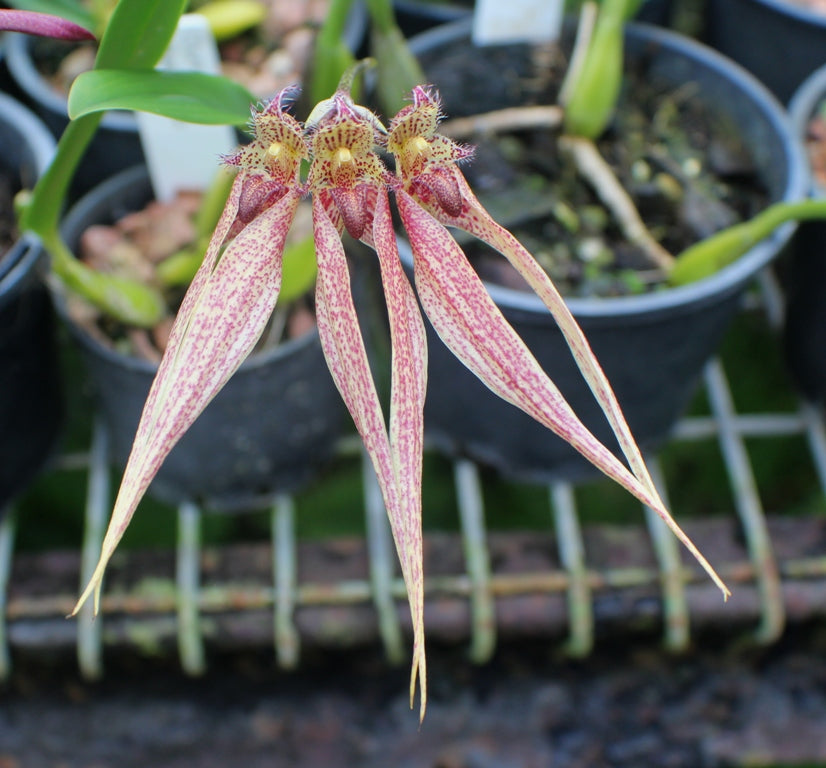 Bulbophyllum Santa Claus x Annandalei Main image
