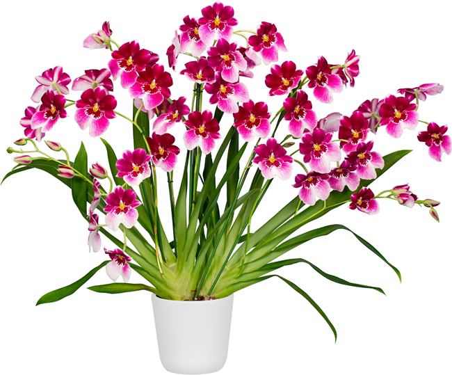 Miltoniopsis Princess Diana 'Maui Pride' (Beautiful Mericloned Plant) Main image