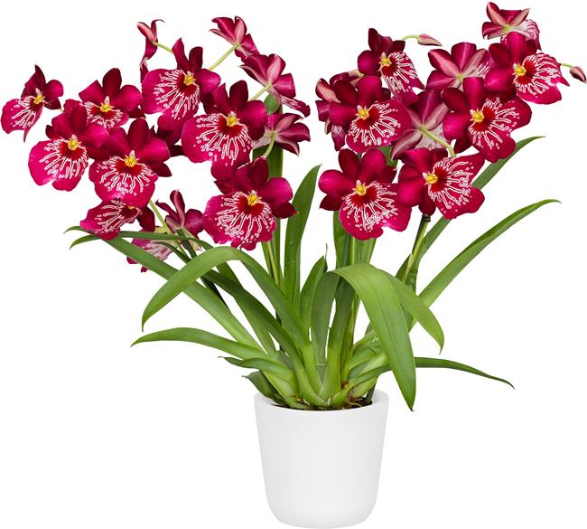 Miltoniopsis Newton Falls (Beautiful Mericloned Plant) Main image