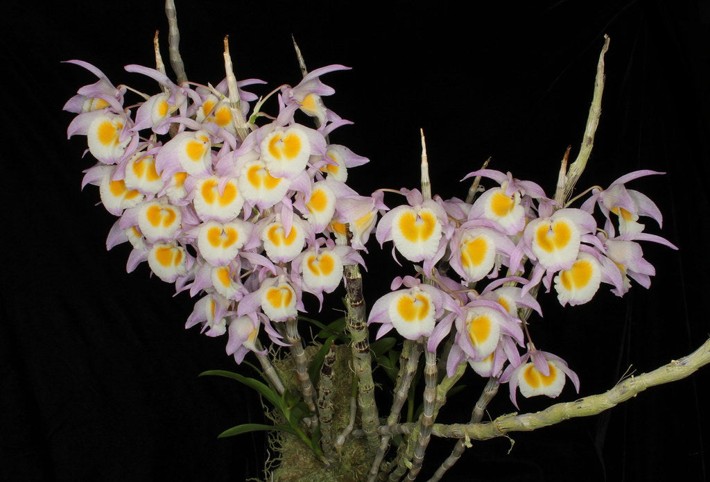 TOP Dendrobium gratiosissimum (Rare Fragrant Species)
