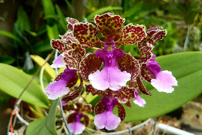 Trichocentrum lanceanum (syn. Oncidium lanceanum)