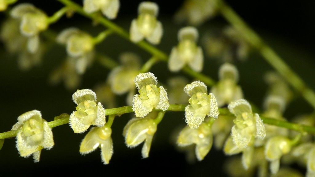 Pleurothallis Gelida Main image