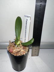 TOP - Phalaenopsis amboinensis 'Nicole' AM/AOS (Miniature Species from Indonesia)