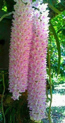 Fragrant Rhynchostylis Retusa ( Foxtail Orchid)