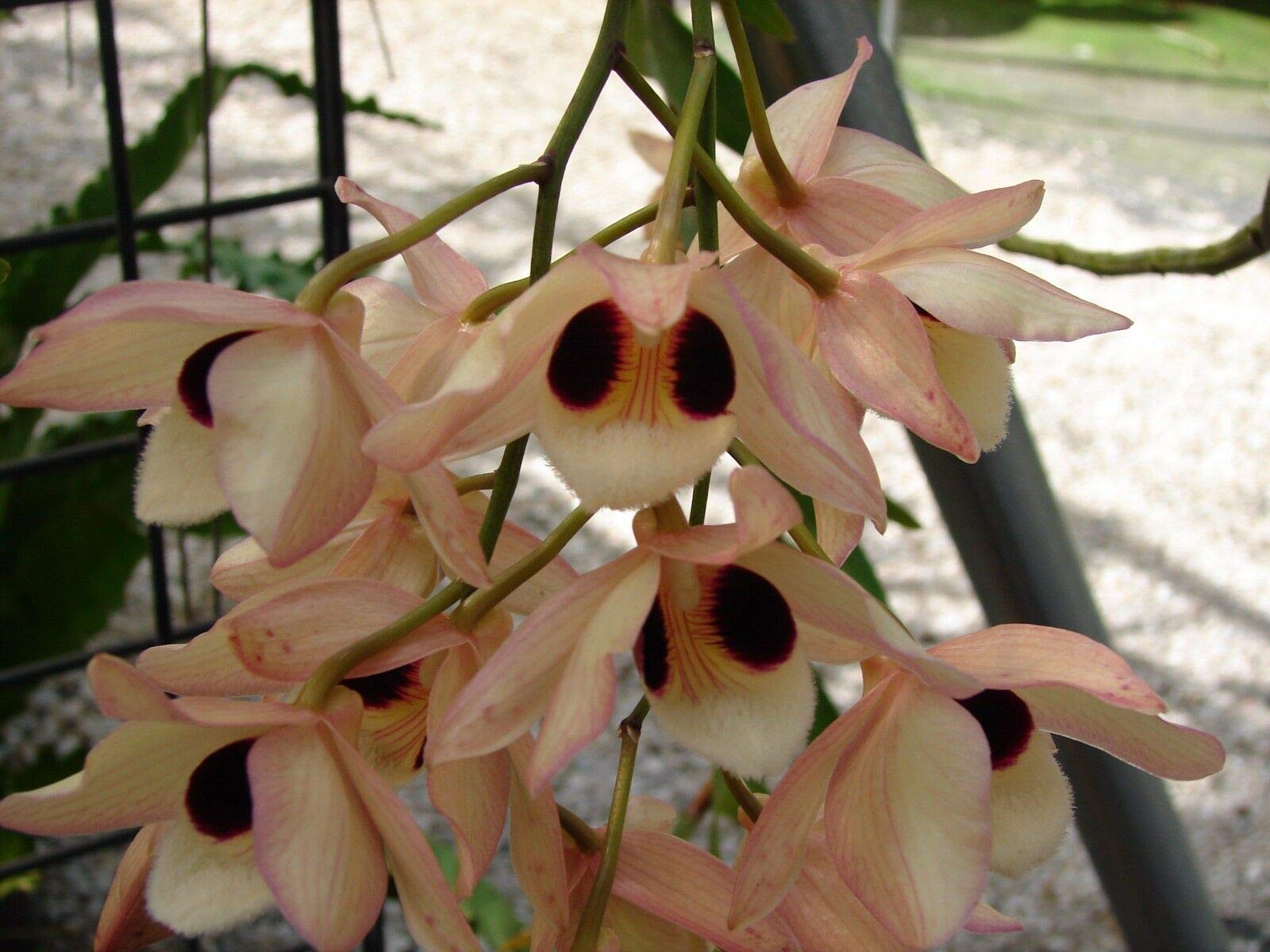 Dendrobium Pulchellum Main image