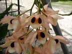 Dendrobium Pulchellum