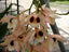 Dendrobium Pulchellum