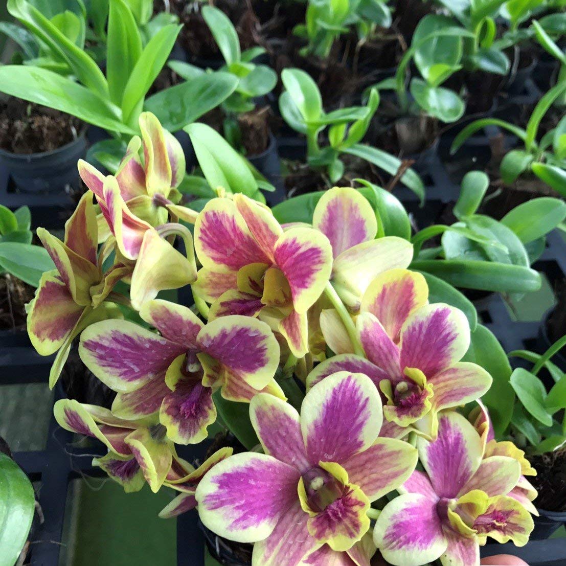 Dendrobium Burana Fancy Main image