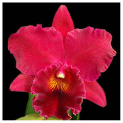 Pack of 14 Beautiful Cattleya Hybrids with FREE SHIPPING!