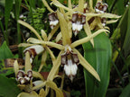 Coelogyne dayana (syn. pulverula) Fragrant Species