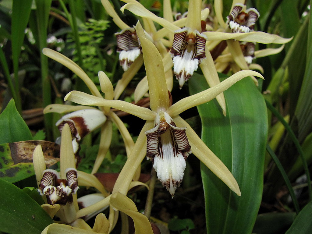 Coelogyne dayana (syn. pulverula) Fragrant Species