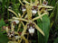 Coelogyne dayana (syn. pulverula) Fragrant Species