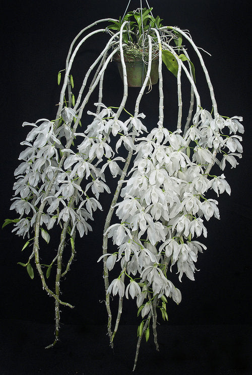 'ORCHID DYNASTY' Dendrobium Anosmum Alba (Highly Fragrant)