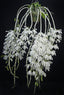 Dendrobium anosmum alba (Highly fragrant species)