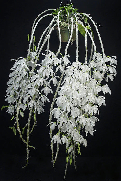 Dendrobium Anosmum alba (Variegated) Main image