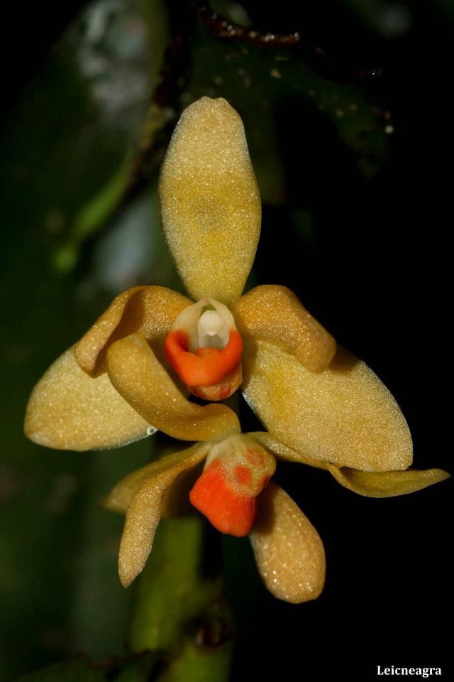 Thrixspermum Pensile