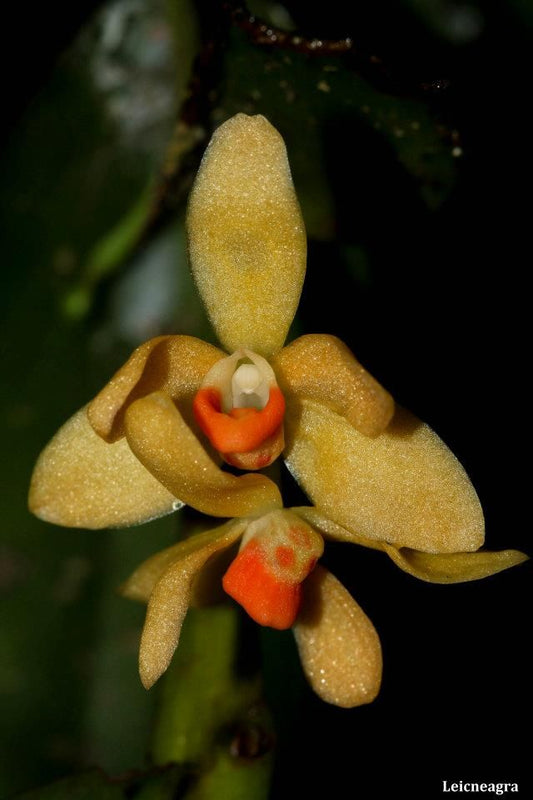Thrixspermum Pensile