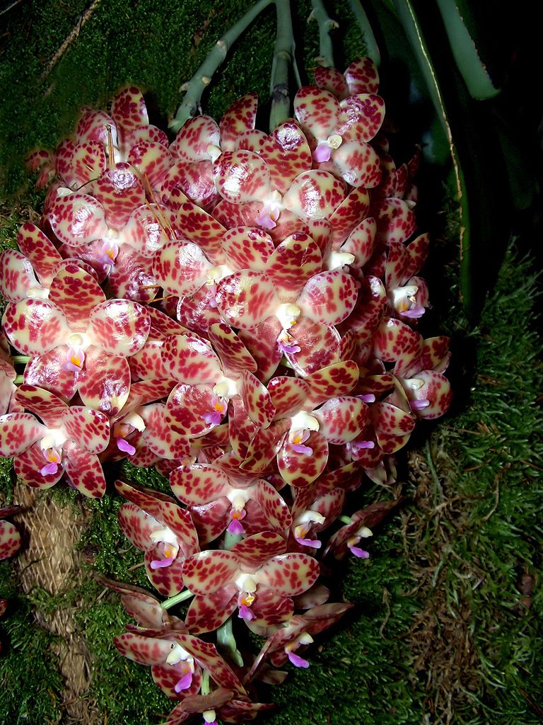 Fragrant Species Phalenopsis Gigantea Main image