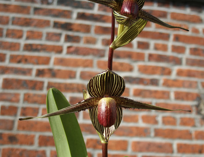 Paph. rothschildianum (Best of 2015 x Canadian Club GM/JOGA) Main image