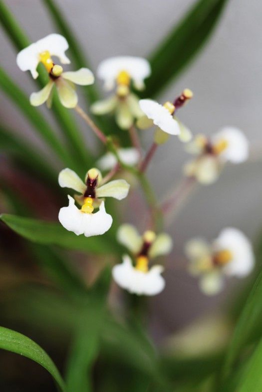 Ornithophora radicans (Species, FS) Main image