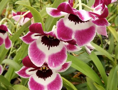 Miltoniopsis Pink Momma Yosemite Sam (Fragrant) Main image