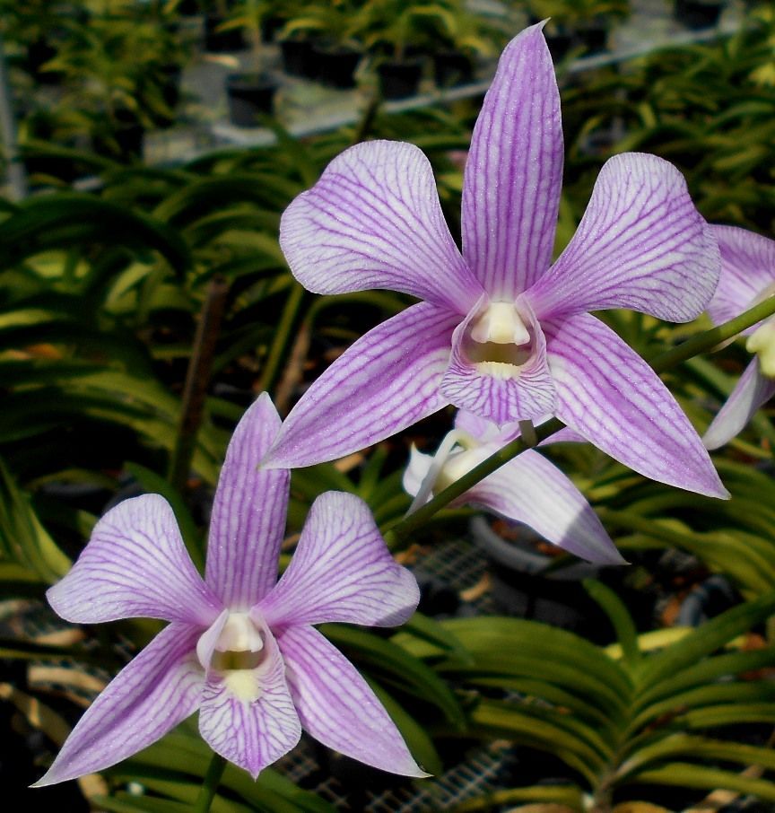 Dendrobium Lai Thai Main image
