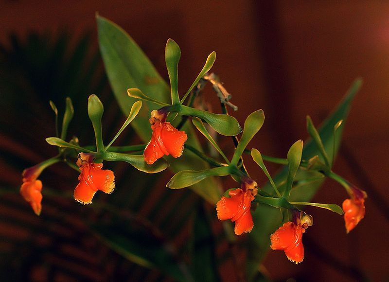 Epidendrum pseudepidendrum (Species native to Costa Rica and Panama)