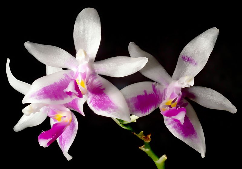 Phalaenopsis Modesta (Rare and fragrant species) Main image