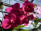 Vanda Kultana Delight Red x Vanda Coerulea