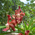 Vanda Mimi Palmer x Merrillii x Insignis x Viraphandu