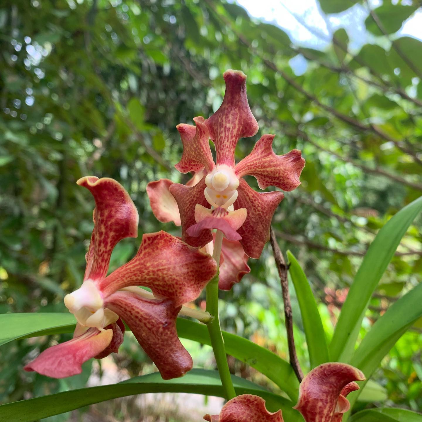 IN FLOWERS! Vanda Mimi Palmer x Merrillii x Insignis x Viraphandu Secondary image