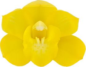 Cymbidium Lucens Flavo (Pure Yellow)